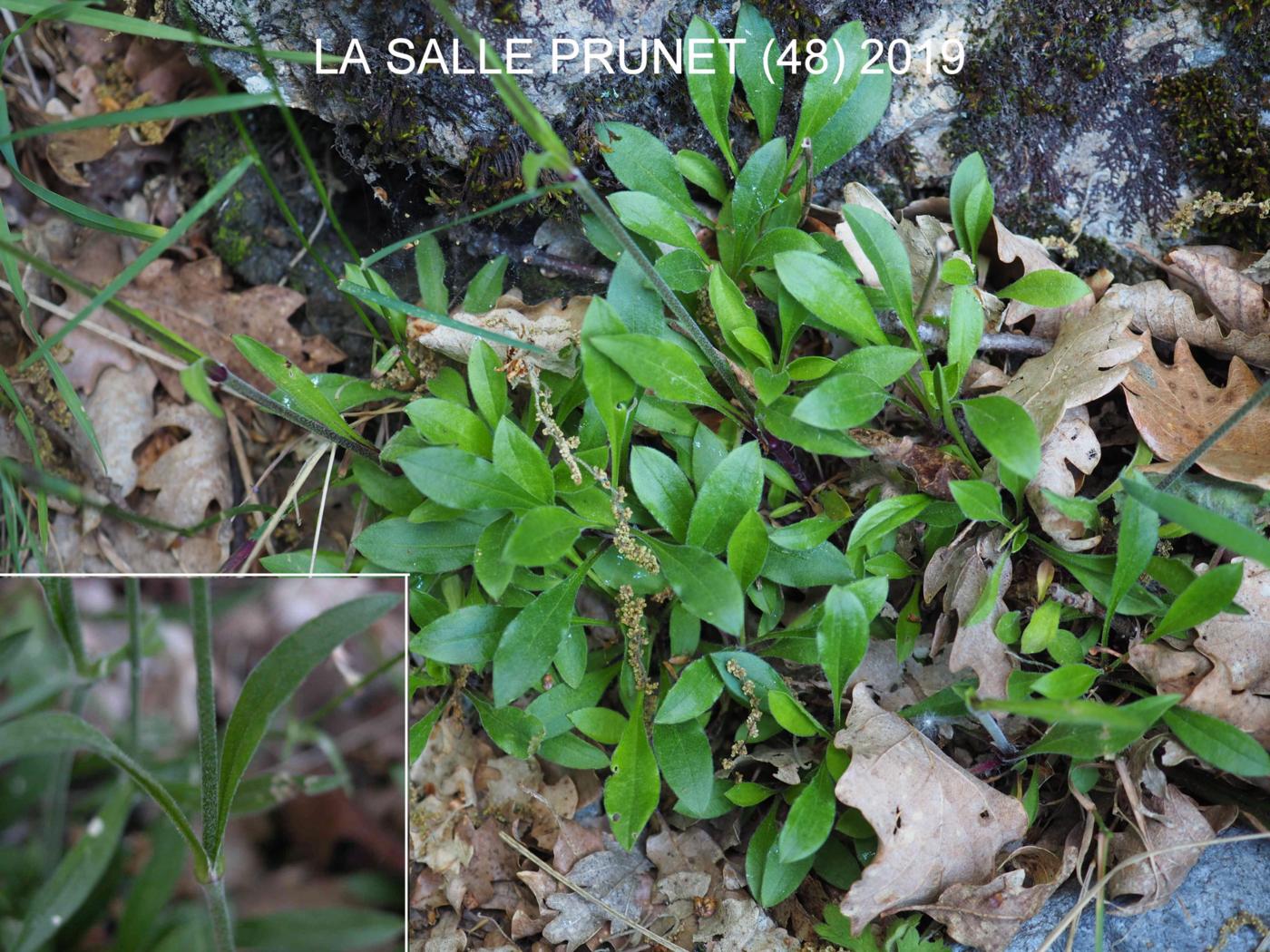 Catchfly, Nottingham leaf